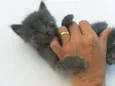 Gatinhos