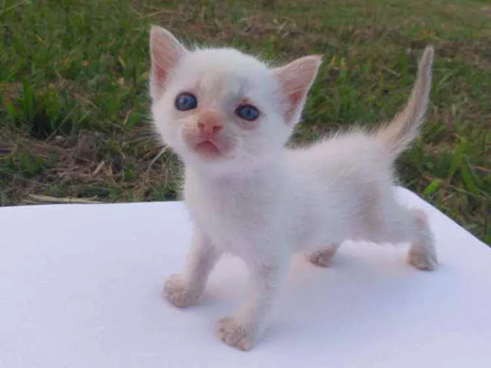 Gato ra a  idade Abaixo de 2 meses nome Gatinhos 