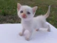Gatinhos
