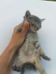 Gatinhos
