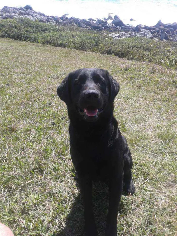 Cachorro ra a Labrador Ritriver idade 6 ou mais anos nome Zeca