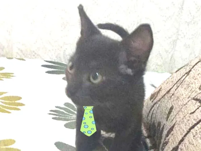 Gato ra a SRD  idade 2 a 6 meses nome Fiuk 