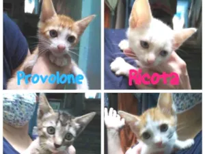 Gato raça SRD-ViraLata idade Abaixo de 2 meses nome Quateto fofura
