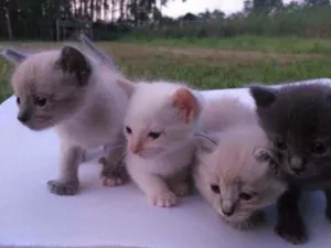 Gato raça  idade Abaixo de 2 meses nome Gatinhos 