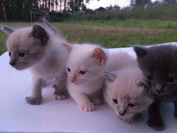 Gato ra a  idade Abaixo de 2 meses nome Gatinhos 