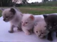 Gatinhos