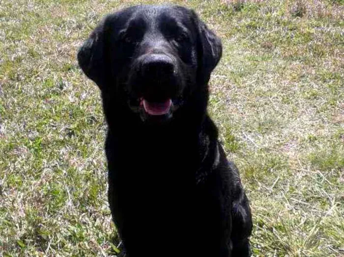 Cachorro ra a Labrador Ritriver idade 6 ou mais anos nome Zeca