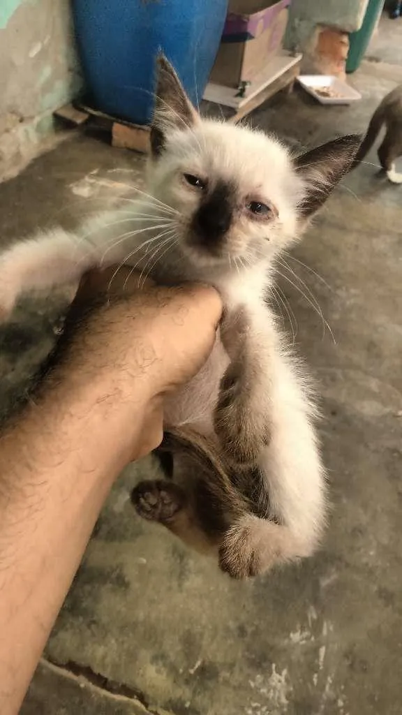 Gato raça Siamês idade 2 a 6 meses nome sem nome
