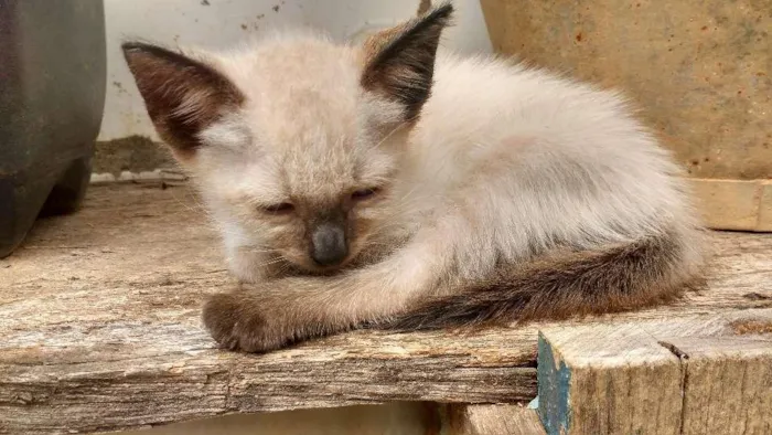 Gato raça Siamês idade 2 a 6 meses nome sem nome