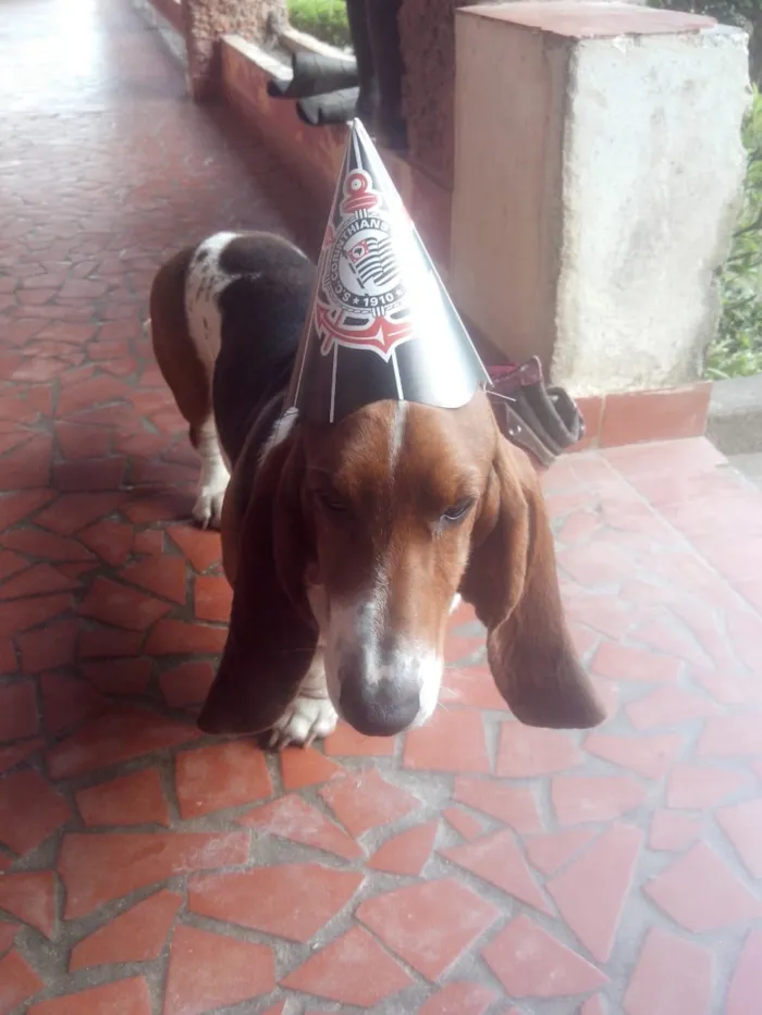Cachorro ra a Basset hound idade 5 anos nome Bug