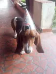 Bug