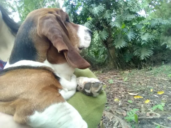 Cachorro ra a Basset hound idade 5 anos nome Bug