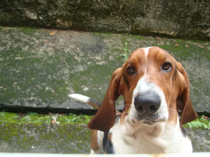 Cachorro ra a Basset hound idade 5 anos nome Bug