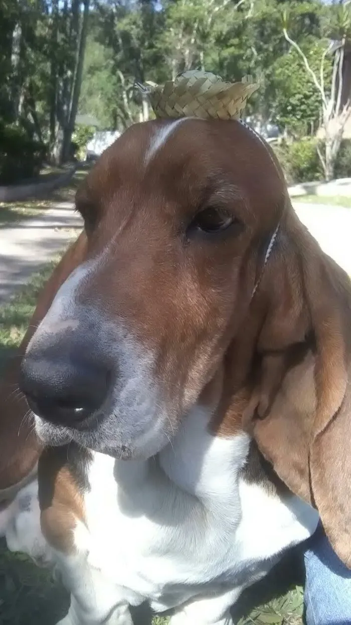 Cachorro ra a Basset hound idade 5 anos nome Bug