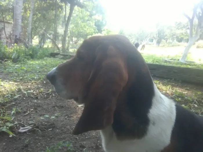 Cachorro ra a Basset hound idade 5 anos nome Bug