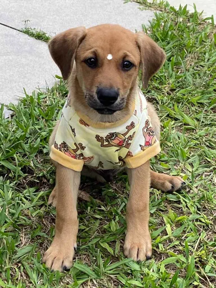 Cachorro ra a Sem raça definida  idade 2 a 6 meses nome GURI