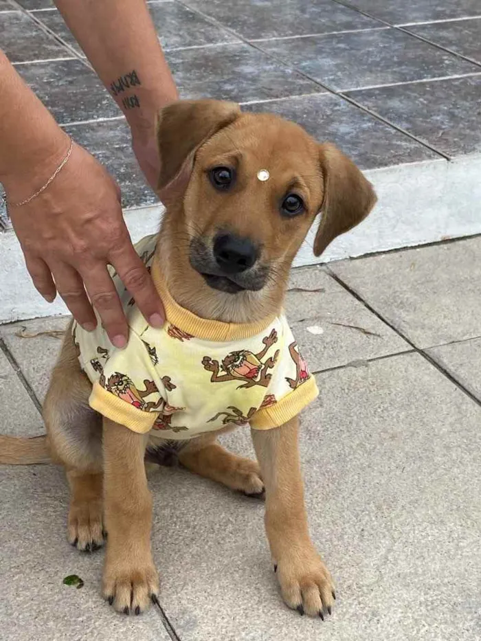 Cachorro ra a Sem raça definida  idade 2 a 6 meses nome GURI