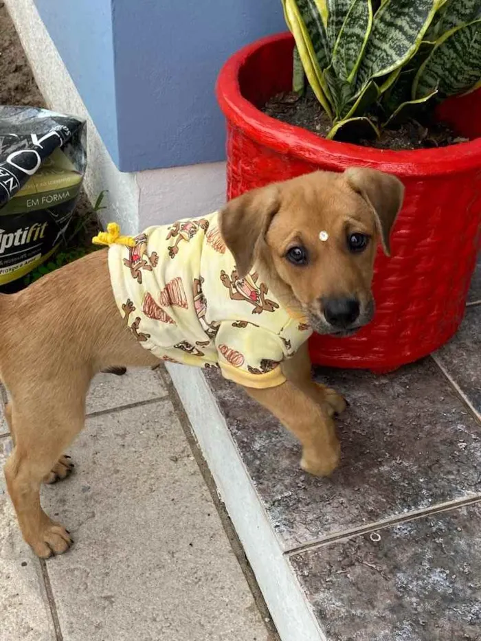 Cachorro ra a Sem raça definida  idade 2 a 6 meses nome GURI