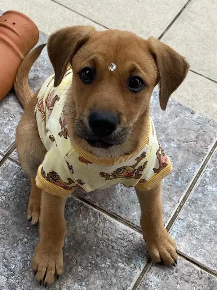 Cachorro ra a Sem raça definida  idade 2 a 6 meses nome GURI