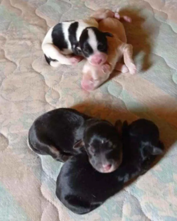 Cachorro raça  idade Abaixo de 2 meses nome -