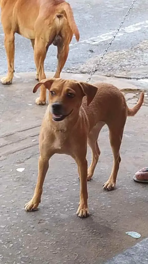 Cachorro raça Srd idade 2 a 6 meses nome Lindinha