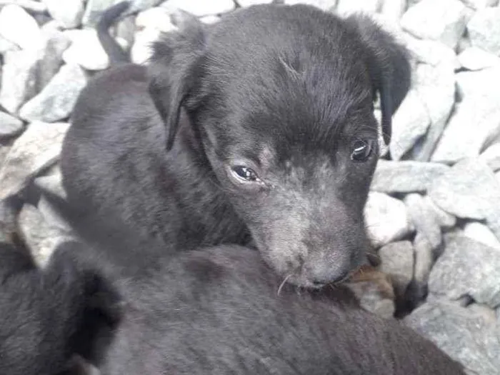 Cachorro ra a Indefinida idade 2 a 6 meses nome Filhotes 