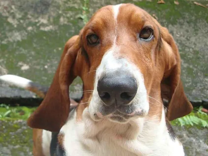 Cachorro ra a Basset hound idade 5 anos nome Bug