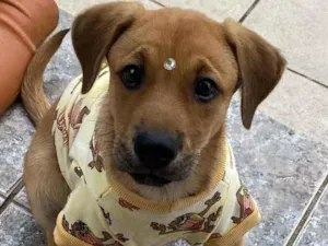 Cachorro raça Sem raça definida  idade 2 a 6 meses nome GURI