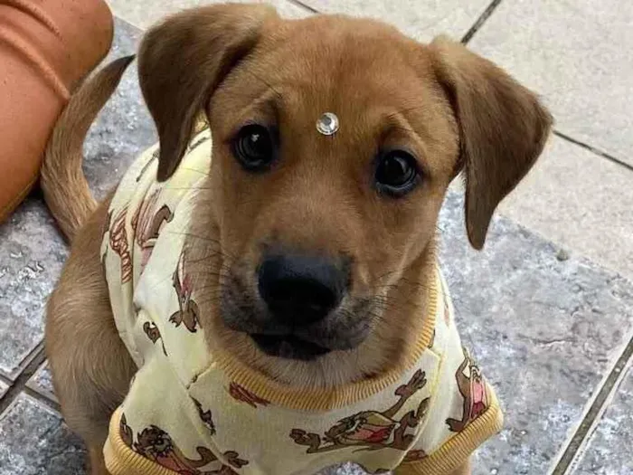 Cachorro ra a Sem raça definida  idade 2 a 6 meses nome GURI