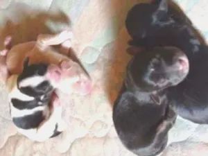Cachorro raça  idade Abaixo de 2 meses nome -