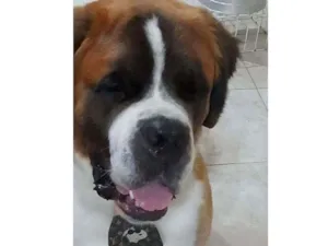 Cachorro raça São Bernardo idade 1 ano nome Bethoven