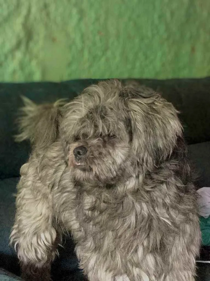 Cachorro ra a Lhasa apso idade 2 anos nome Messi