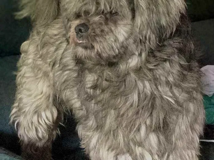 Cachorro ra a Lhasa apso idade 2 anos nome Messi