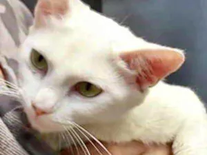 Gato raça Srd idade 7 a 11 meses nome Algodão lindíssima 