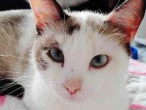 Gato raça Srd idade 1 ano nome Linda gata fofa 