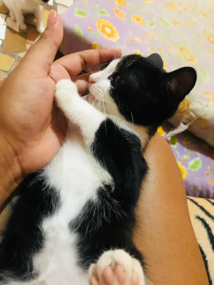 Gato ra a Mestiço idade 2 a 6 meses nome Gatos 