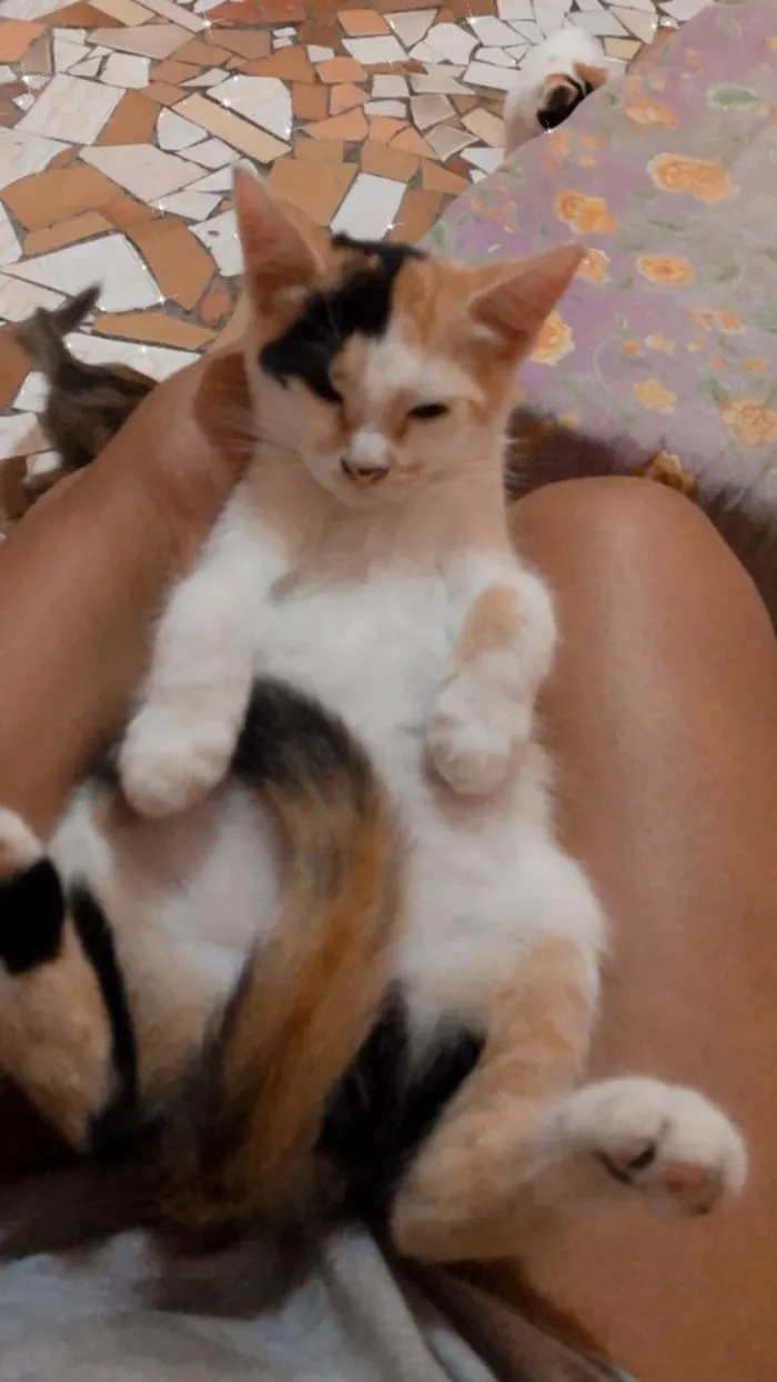 Gato ra a Mestiço idade 2 a 6 meses nome Gatos 