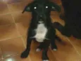 Estopinha