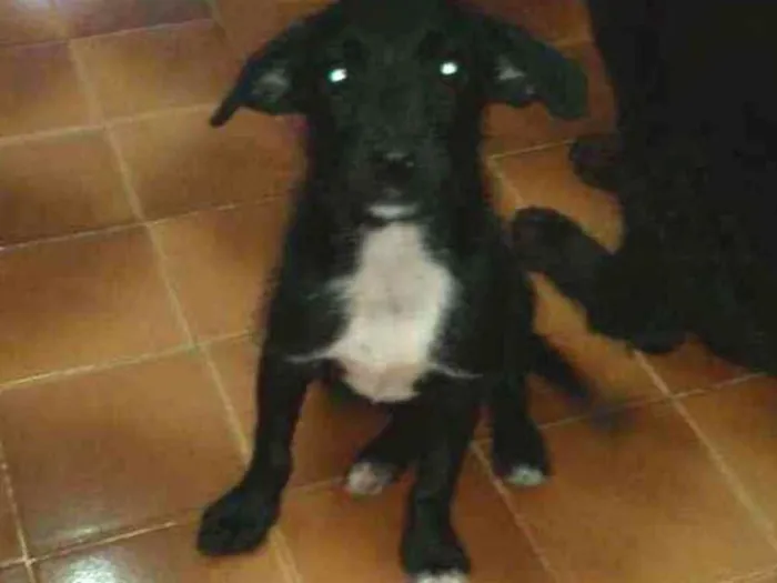 Cachorro ra a SRD idade 2 a 6 meses nome Estopinha
