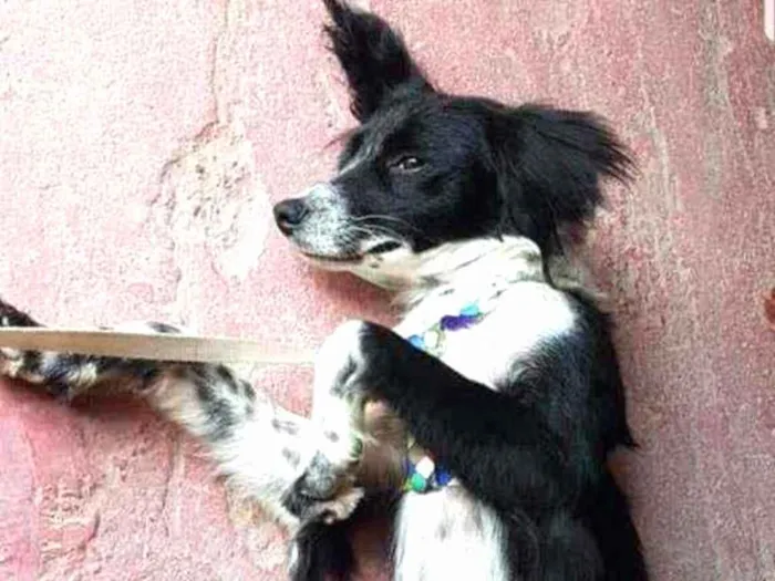 Cachorro ra a SRD idade 1 ano nome Floquinho 
