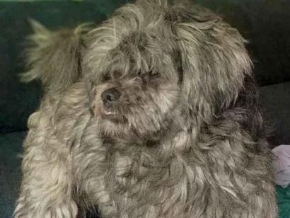 Cachorro raça Lhasa apso idade 2 anos nome Messi