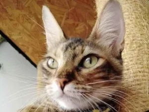 Gato raça Srd idade 7 a 11 meses nome Afrodite lindíssima 