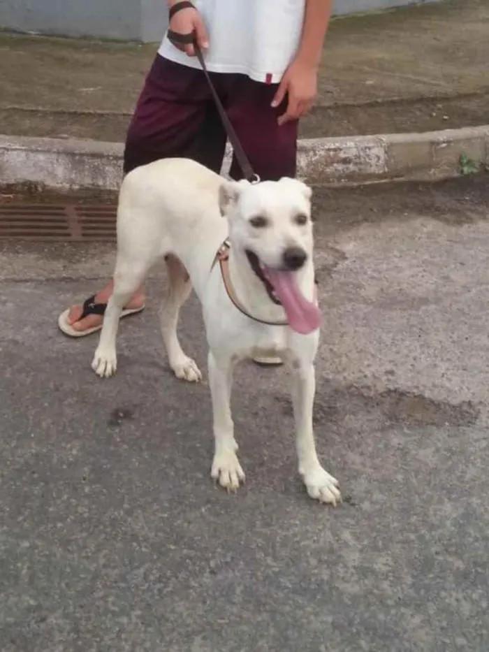 Cachorro raça labrador idade 6 ou mais anos nome leõna