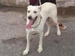 Cachorro raça labrador idade 6 ou mais anos nome leõna