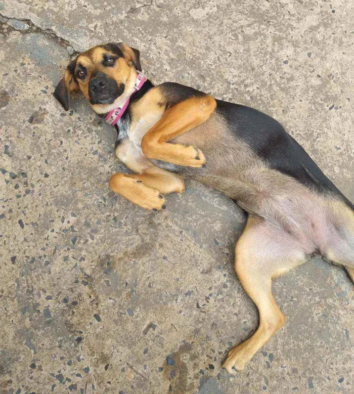 Cachorro raça burriler com viralata idade 7 a 11 meses nome Jully