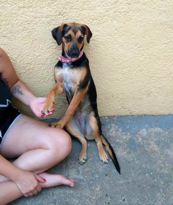Cachorro raça burriler com viralata idade 7 a 11 meses nome Jully