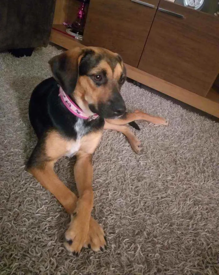 Cachorro raça burriler com viralata idade 7 a 11 meses nome Jully