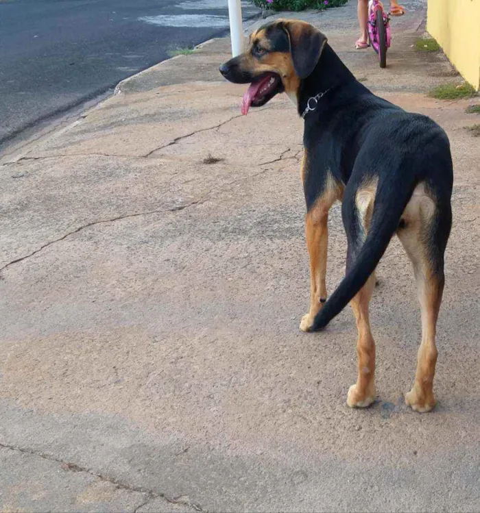 Cachorro raça burriler com viralata idade 7 a 11 meses nome Jully