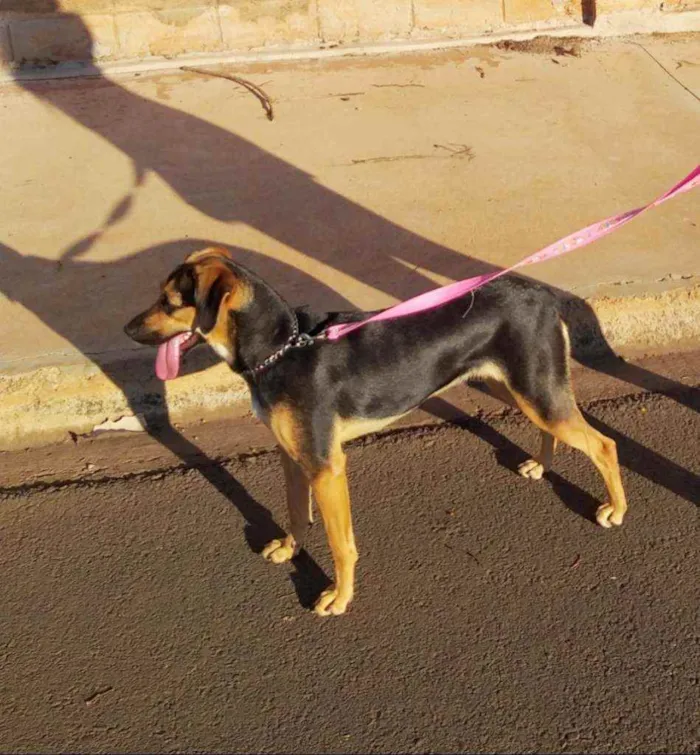 Cachorro raça burriler com viralata idade 7 a 11 meses nome Jully