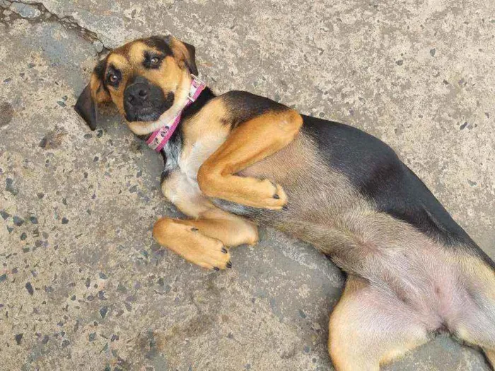 Cachorro raça burriler com viralata idade 7 a 11 meses nome Jully